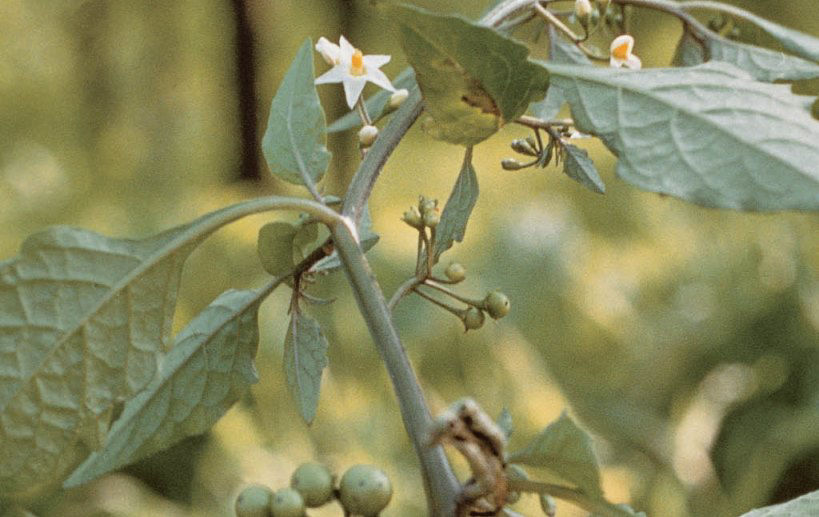110019
Blüten des schwarzen Nachtschatten (Solanum nigrum)
